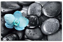 Obraz Blue orchid zs29023